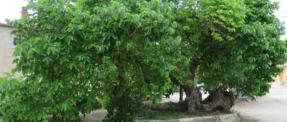 La Sequera de Haza anima a votar por el Moral de las Tormentas como Árbol Español 2022